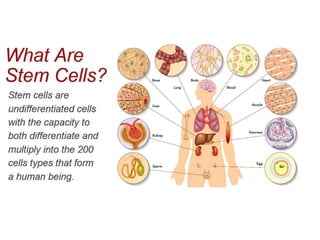 Fish stem cells and their applications by B | PPTX