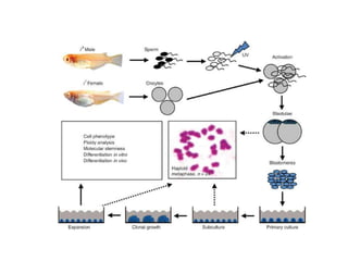 Fish stem cells and their applications by B | PPTX | Infertility ...