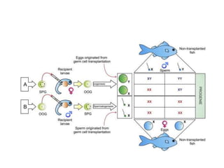 Fish stem cells and their applications by B | PPTX