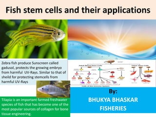 Fish stem cells and their applications
By:
BHUKYA BHASKAR
FISHERIES
Zebra fish produce Sunscreen called
gadusol, protects the growing embryo
from harmful UV-Rays. Similar to that of
sheild for protecting stemcells from
harmful UV-Rays
Tilapia is an important farmed freshwater
species of fish that has become one of the
most popular sources of collagen for bone
tissue engineering.
 