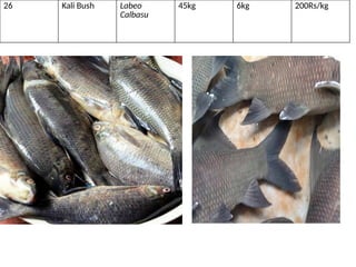 Fish market survey report (praticals).pptx