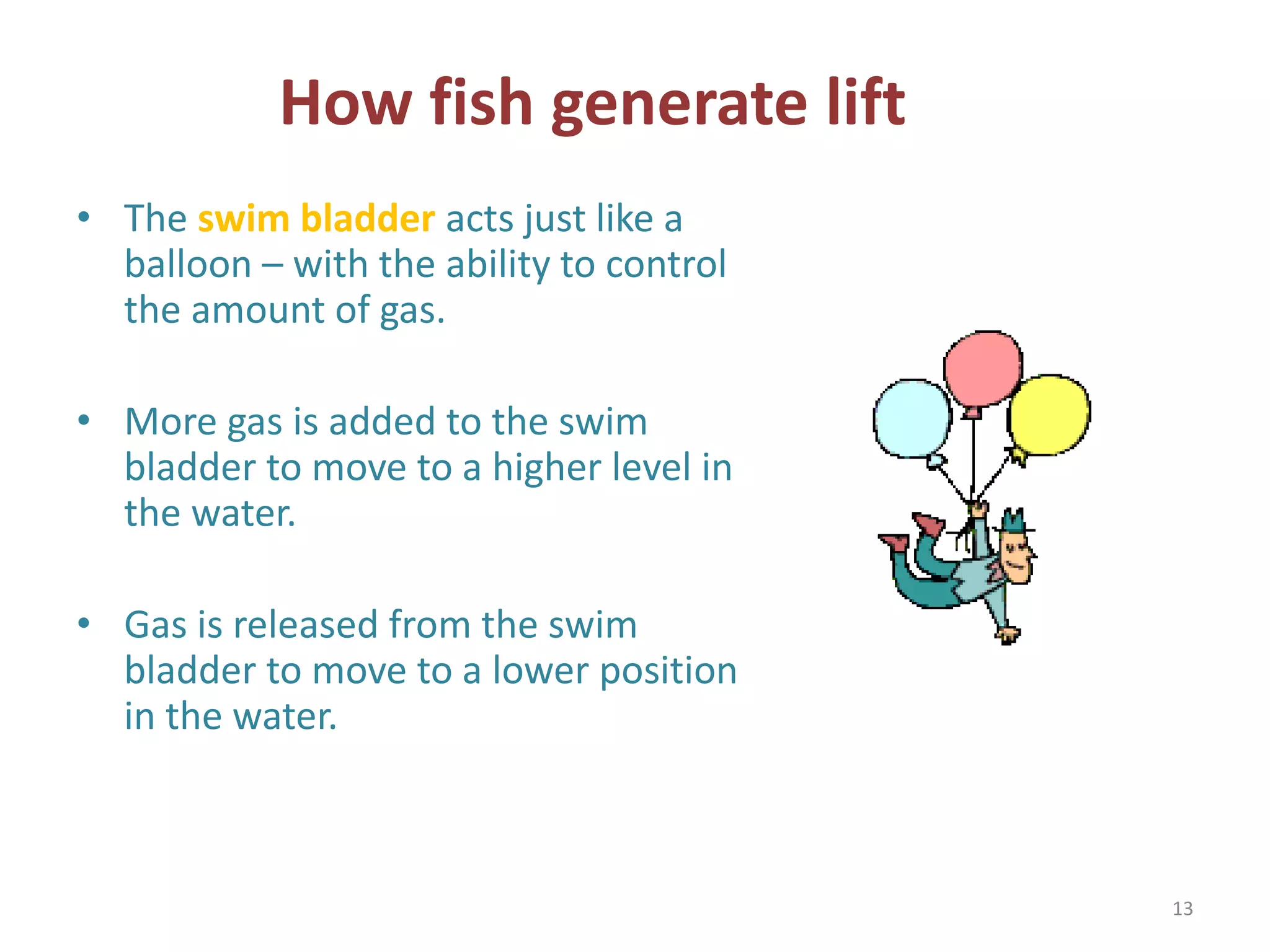 How fish generate lift 
• The swim bladder acts just like a 
balloon – with the ability to control 
the amount of gas. 
• More gas is added to the swim 
bladder to move to a higher level in 
the water. 
• Gas is released from the swim 
bladder to move to a lower position 
in the water. 
13 
 
