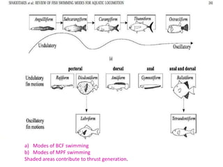 a) Modes of BCF swimming 
b) Modes of MPF swimming 
Shaded areas contribute to thrust generation. 
 