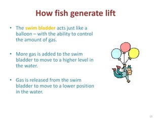 How fish generate lift 
• The swim bladder acts just like a 
balloon – with the ability to control 
the amount of gas. 
• More gas is added to the swim 
bladder to move to a higher level in 
the water. 
• Gas is released from the swim 
bladder to move to a lower position 
in the water. 
13 
 
