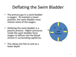 Deflating the Swim Bladder 
• The primary gas in a swim bladder 
is oxygen. To maintain a lower 
position, the swim bladder must 
release some of the oxygen. 
• Deflating the swim bladder is a 
passive process. Higher pressures 
inside the swim bladder force 
oxygen to diffuse into the blood 
stream in surrounding capillaries. 
• This allows the fish to sink to a 
lower depth. 
15 
O2 
O2 
O2 O2 
High 
Pressure 
O2 
 