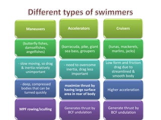 Maneuvers 
(butterfly fishes, 
damselfishes, 
angelfishes) 
- slow moving, so drag 
& inertia relatively 
unimportant 
- deep, compressed 
bodies that can be 
turned quickly 
MPF rowing/sculling 
Accelerators 
(barracuda, pike, giant 
sea bass, groupers 
- need to overcome 
inertia, drag less 
important 
maximize thrust by 
having large surface 
area in rear of body 
Generates thrust by 
BCF undulation 
Cruisers 
(tunas, mackerels, 
marlins, jacks) 
Low form and friction 
drag due to 
streamlined & 
smooth body 
Higher acceleration 
Generate thrust by 
BCF undulation 
 