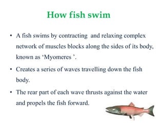How fish swim 
• A fish swims by contracting and relaxing complex 
network of muscles blocks along the sides of its body, 
known as ‘Myomeres ’. 
• Creates a series of waves travelling down the fish 
body. 
• The rear part of each wave thrusts against the water 
and propels the fish forward. 
 