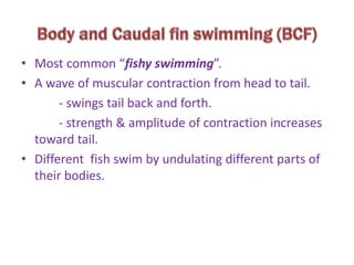 • Most common “fishy swimming”. 
• A wave of muscular contraction from head to tail. 
- swings tail back and forth. 
- strength & amplitude of contraction increases 
toward tail. 
• Different fish swim by undulating different parts of 
their bodies. 
 