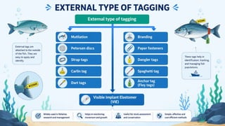 Internal Fish Tag Fish Tagging Methods Types of Fish Tags & Tagging Techniques • PIT Tags ...