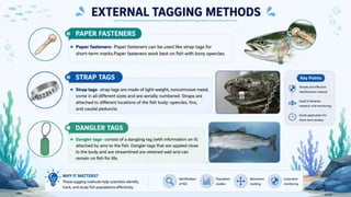 Fish Tagging Methods Types of Fish Tags & Tagging Techniques • PIT Tags ...
