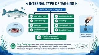 Internal Fish Tag Fish Tagging Methods Types of Fish Tags & Tagging Techniques • PIT Tags ...