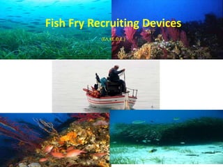 Fish Fry Recruiting Devices
(ΕΛ.ΚΕ.Θ.Ε.)
 