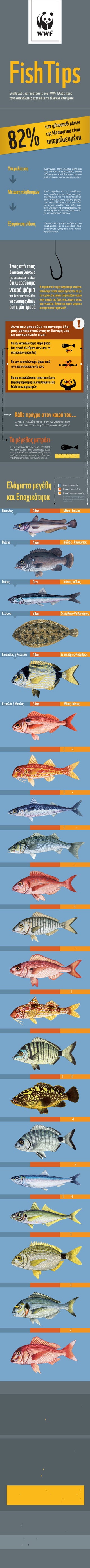 FishTips
Συµβουλές και προτάσεις του WWF Ελλάς προς
τους καταναλωτές σχετικά µε τα ελληνικά αλιεύµατα

2%
8
Υπεραλίευση

θεµάτων
ων ιχθυοαπο

τ

γείου είναι
της Μεσο

λιευµένα
υπερα

Δυστυχώς, στην Ελλάδα, αλλά και
στη Μεσόγειο γενικότερα, πολλά
είδη ψαριών και θαλάσσιων οργανισμών γενικά, έχουν υπεραλιευθεί.

ê
Μείωση πληθυσµών

ê
Εξαφάνιση είδους

Αυτό σημαίνει ότι τα αποθέματα
τους (απόθεμα είναι ο όρος που χρησιμοποιούμε για να περιγράψουμε
τον πληθυσμό ενός είδους ψαριού
υπό εκμετάλλευση) έχουν αλιευθεί
και έχουν μειωθεί τόσο πολύ, που
δεν μπορούν να αναπαραχθούν και
να διατηρήσουν τον πληθυσμό τους
σε ικανοποιητικό επίπεδο.

Κάποιο είδος μπορεί ακόμα και να
εξαφανιστεί αν η αλιευτική δραστηριότητα ξεπεράσει ένα συγκεκριμένο όριο.

Ένας από τους

βασικούς λόγους
της υπεραλίευσης είναι

ότι ψαρεύουµε

νεαρά ψάρια

Η σηµασία του να µην ψαρεύουµε και καταναλώνουµε νεαρά ψάρια σχετίζεται και µε
το γεγονός ότι κάποια είδη αλλάζουν φύλο
στην πορεία της ζωής τους, όπως η γόπα,
που γεννιέται θηλυκό και αφού ωριµάσει
µετατρέπεται σε αρσενικό!

που δεν έχουν προλάβει

να αναπαραχθούν

ούτε µία φορά

!

Αυτό που μπορούμε να κάνουμε όλοι
μας, χρησιμοποιώντας τη δύναμή μας
ως καταναλωτές είναι:

Να µην καταναλώνουµε νεαρά ψάρια
(και γενικά αλιεύµατα κάτω από το
επιτρεπόµενο µέγεθος)
Να µην καταναλώνουµε ψάρια κατά
την εποχή αναπαραγωγής τους
Να µην καταναλώνουµε προστατευόµενα
(δηλαδή παράνοµα) και απειλούµενα είδη
θαλάσσιων οργανισµών

Κάθε πράγµα στον καιρό του...
...και ο κολιός ποτέ τον Αύγουστο που
αναπαράγεται και γι’αυτό είναι «παχύς»!

Το µέγεθος µετράει
Ο Ευρωπαϊκός Κανονισμός 1967/2006
για την αλιεία στη Μεσόγειο, αλλά
και η εθνική νομοθεσία, ορίζουν το
ελάχιστο επιτρεπόμενο μέγεθος για
τα αλιεύματα που καταναλώνουμε.

1

2

Ελάχιστα µεγέθη
και Εποχικότητα

3

4

Κοινή ονομασία
Ελάχιστο μέγεθος
Εποχή αναπαραγωγής
Οι περίοδοι αναπαραγωγής καθορίστηκαν με βάση τα διαθέσιμα
στοιχεία του Ινστιτούτου Αλιευτικής Έρευνας.

Βακαλάος

20cm

Μάιος- Ιούλιος

Βλάχος

45cm

Ιούλιος - Αύγουστος

Γαύρος

9cm

Ιούνιος-Ιούλιος

Γλώσσα

20cm

∆εκέµβριος-Φεβρουάριος

Κακαρέλος ή Χαρακίδα

18cm

Σεπτέµβριος-Νοέµβριος

Κεφαλάς ή Μπαλάς

33cm

Μάιος-Ιούνιος

Κουτσοµούρα

11cm

Ιούνιος-Ιούλιος

Κολιός

18cm

Ιούλιος-Αύγουστος

Λαβράκι

25cm

Ιανουάριος-Μάρτιος

Λυθρίνι

15cm

Απρίλιος-Μάιος

Μουρµούρα

20cm

Απρίλιος-Ιούνιος

Μουσµούλι

17cm

Μπαρµπούνι

11cm

Μάιος-Ιούνιος

Ούγαινα ή Μυτάκι

18cm

Οκτώβριος-Νοέµβριος

Ροφοειδή

45cm

Ιούνιος-Ιούλιος

Σαργός

23cm

Μάρτιος-Ιούνιος

Σαρδέλα

11cm

∆εκέµβριος-Ιανουάριος

Σαφρίδι

15cm

Ιούνιος-Ιούλιος

Σπάρος

12cm

Μάιος-Ιούνιος

Τσιπούρα

20cm

Μάιος-Ιούνιος

Φαγγρί

18cm

Μάιος-Ιούνιος

Προστατευόµενα είδη

Σεπτέµβριος-Νοέµβριος

Υπάρχουν κάποια είδη θαλάσσιων οργανισμών
των οποίων η αλιεία, εκφόρτωση, πώληση και
κατά συνέπεια κατανάλωση απαγορεύονται.
Στην Ελλάδα απαγορεύεται ρητά η αλιεία:

• πίνας
• χτενιού
• πετροσωλήνα
• λευκoύ καρχαρία
• καρχαρία προσκυνητή

Απειλούµενα είδη

Πέρα από τα είδη που προστατεύονται από τη
νομοθεσία, υπάρχουν διάφορα είδη ψαριών
των οποίων τα αποθέματα απειλούνται και τα
οποία δεν πρέπει να καταναλώνουμε.
Είδη των οποίων τα αποθέματα απειλούνται στη
Μεσόγειο και δεν πρέπει να καταναλώνουμε:

• ο ερυθρός τόνος
• ο ξιφίας
• ο γαλέος
• οι καρχαρίες

Τα διάφορα είδη γαλέου στη χώρα μας (π.χ. δροσίτης, αστρογαλέος και γκριζογαλέος) έχουν υπεραλιευθεί, με αποτέλεσμα πολλές φορές τα εστιατόρια να χρησιμοποιούν - και άρα εμείς να καταναλώνουμε - διάφορα άλλα είδη καρχαριών.
Γενικότερα, θα πρέπει να μην καταναλώνουμε καρχαρίες (π.χ. ο γαλάζιος καρχαρίας πωλείται στα super market με την ένδειξη «Γλαυκός»).

Ευχαριστούμε θερμά τον Δρα Αργύρη Καλλιανιώτη του
Ινστιτούτου Αλιευτικής Έρευνας για τα στοιχεία εποχής
αναπαραγωγής και την επιμέλεια του κειμένου, και τον
Δαυίδ Κουτσογιαννόπουλο για τις εικονογραφήσεις.

Εικονογραφήσεις: © Δαυίδ Κουτσογιαννόπουλος
Από το βιβλίο «Τα Ψάρια της Ελλάδας»
Σχεδιασμός Infographic: © Βασίλης Κοκκινίδης / WWF Ελλάς

 