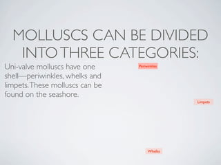 MOLLUSCS CAN BE DIVIDED
   INTO THREE CATEGORIES:
Uni-valve molluscs have one      Periwinkles

shell—periwinkles, whelks and
limpets. These molluscs can be
found on the seashore. 
                                               Limpets




                                      Whelks
 