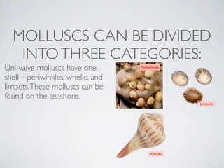 MOLLUSCS CAN BE DIVIDED
   INTO THREE CATEGORIES:
Uni-valve molluscs have one      Periwinkles

shell—periwinkles, whelks and
limpets. These molluscs can be
found on the seashore. 
                                               Limpets




                                      Whelks
 