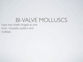 BI-VALVE MOLLUSCS
have two shells hinged at one
end—mussels, oysters and
scallops.
 