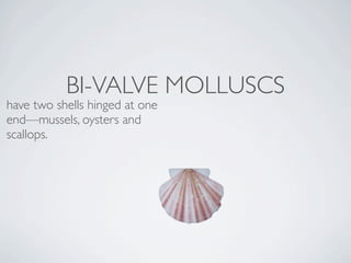 BI-VALVE MOLLUSCS
have two shells hinged at one
end—mussels, oysters and
scallops.
 