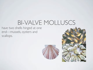 BI-VALVE MOLLUSCS
have two shells hinged at one
end—mussels, oysters and
scallops.
 