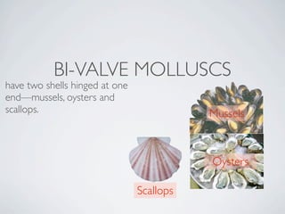 BI-VALVE MOLLUSCS
have two shells hinged at one
end—mussels, oysters and
scallops.                                  Mussels



                                           Oysters

                                Scallops
 