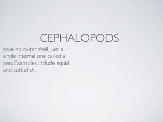 CEPHALOPODS
have no outer shell, just a
single internal one called a
pen. Examples include squid
and cuttleﬁsh. 
 