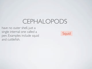 CEPHALOPODS
have no outer shell, just a
single internal one called a
                               Squid
pen. Examples include squid
and cuttleﬁsh. 
 