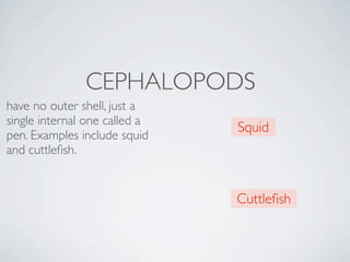 CEPHALOPODS
have no outer shell, just a
single internal one called a
                               Squid
pen. Examples include squid
and cuttleﬁsh. 


                               Cuttleﬁsh
 