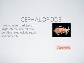 CEPHALOPODS
have no outer shell, just a
single internal one called a
                               Squid
pen. Examples include squid
and cuttleﬁsh. 


                               Cuttleﬁsh
 