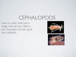 CEPHALOPODS
have no outer shell, just a
single internal one called a
                               Squid
pen. Examples include squid
and cuttleﬁsh. 


                               Cuttleﬁsh
 