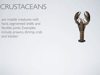 CRUSTACEANS
are mobile creatures with
hard, segmented shells and
ﬂexible joints. Examples
include prawns, shrimp, crab
and lobster.
 