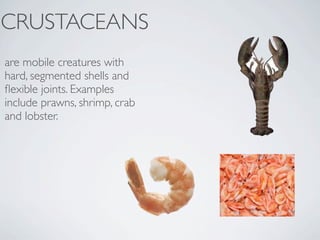 CRUSTACEANS
are mobile creatures with
hard, segmented shells and
ﬂexible joints. Examples
include prawns, shrimp, crab
and lobster.
 