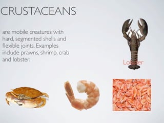 CRUSTACEANS
are mobile creatures with
hard, segmented shells and
ﬂexible joints. Examples
include prawns, shrimp, crab
and lobster.                   Lobster
 