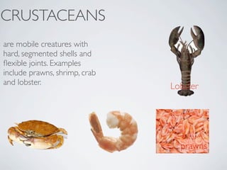CRUSTACEANS
are mobile creatures with
hard, segmented shells and
ﬂexible joints. Examples
include prawns, shrimp, crab
and lobster.                   Lobster




                                 prawns
 