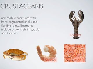 CRUSTACEANS
are mobile creatures with
hard, segmented shells and
ﬂexible joints. Examples
include prawns, shrimp, crab
and lobster.                            Lobster




                               Shrimp     prawns
 