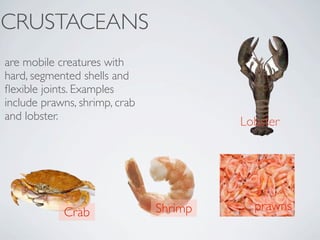 CRUSTACEANS
are mobile creatures with
hard, segmented shells and
ﬂexible joints. Examples
include prawns, shrimp, crab
and lobster.                            Lobster




            Crab               Shrimp     prawns
 