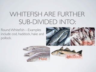 WHITEFISH ARE FURTHER
       SUB-DIVIDED INTO:
Round Whiteﬁsh—Examples
include cod, haddock, hake and
pollock. 
                                           Pollock


                                 Haddock
                          Hake
 