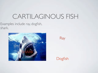 CARTILAGINOUS FISH
Examples include ray, dogﬁsh,
shark.

                                 Ray


              SHARK
                                Dogﬁsh
 