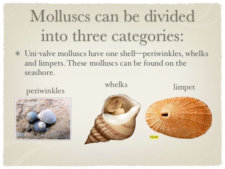 Fish topic nivoshan mahendran