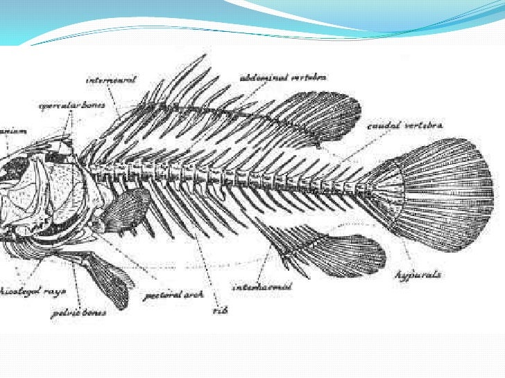 Fish vertebral column