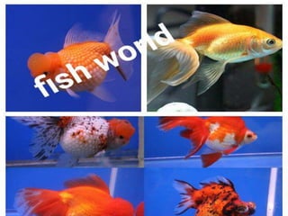 Fish world slideshare