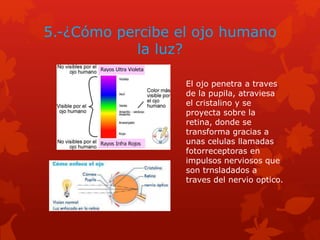 5.-¿Cómo percibe el ojo humano
la luz?
El ojo penetra a traves
de la pupila, atraviesa
el cristalino y se
proyecta sobre la
retina, donde se
transforma gracias a
unas celulas llamadas
fotorreceptoras en
impulsos nerviosos que
son trnsladados a
traves del nervio optico.
 