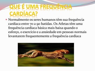  Normalmente os seres humanos têm sua frequência
cardíaca entre 70 a 90 batidas. Os Atletas têm uma
frequência cardíaca básica mais baixa quando o
esforço, o exercício e a ansiedade em pessoas normais
levantarem frequentemente a frequência cardíaca
 