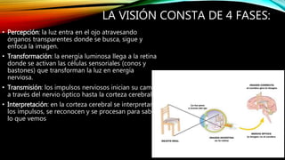 LA VISIÓN CONSTA DE 4 FASES: 
• Percepción: la luz entra en el ojo atravesando 
órganos transparentes donde se busca, sigue y 
enfoca la imagen. 
• Transformación: la energía luminosa llega a la retina 
donde se activan las células sensoriales (conos y 
bastones) que transforman la luz en energía 
nerviosa. 
• Transmisión: los impulsos nerviosos inician su camino 
a través del nervio óptico hasta la corteza cerebral. 
• Interpretación: en la corteza cerebral se interpretan 
los impulsos, se reconocen y se procesan para saber 
lo que vemos 
 