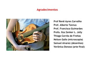 Agradecimentos
Prof Renê Ayres Carvalho
Prof. Alberto Tannus
Prof. Francisco Guimarães
Profa. Ilza Zenker L. Jolly
Thiago Corrêa de Freitas
Nelson Gallo (microscopia)
Samuel Alvarez (desenhos)
Verônica Donoso (arte final)
 