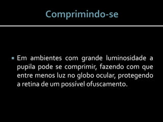  Em ambientes com grande luminosidade a
pupila pode se comprimir, fazendo com que
entre menos luz no globo ocular, protegendo
a retina de um possível ofuscamento.
 