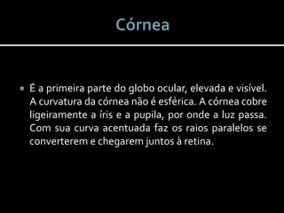  É a primeira parte do globo ocular, elevada e visível.
A curvatura da córnea não é esférica. A córnea cobre
ligeiramente a íris e a pupila, por onde a luz passa.
Com sua curva acentuada faz os raios paralelos se
converterem e chegarem juntos à retina.
 