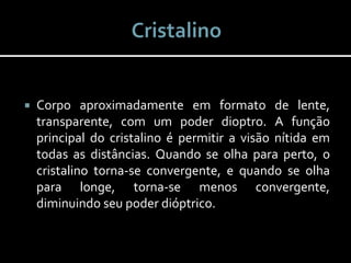  Corpo aproximadamente em formato de lente,
transparente, com um poder dioptro. A função
principal do cristalino é permitir a visão nítida em
todas as distâncias. Quando se olha para perto, o
cristalino torna-se convergente, e quando se olha
para longe, torna-se menos convergente,
diminuindo seu poder dióptrico.
 