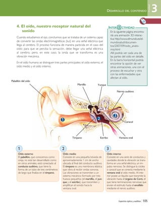 Espectros óptico y auditivo | 105
DESARROLLO DEL CONTENIDO
4. El oído, nuestro receptor natural del
sonido
Cuando estudiamos el ojo, concluimos que se trataba de un sistema capaz
de convertir las ondas electromagnéticas (luz) en una señal eléctrica que
llega al cerebro. El proceso funciona de manera parecida en el caso del
oído: para que se perciba la sensación, debe llegar una señal eléctrica
al cerebro, pero, en este caso, la onda que se transforma es una
vibración mecánica.
En el oído humano se distinguen tres partes principales: el oído externo, el
oído medio y el oído interno.
Oído externo
El pabellón, que conocemos como
oreja, no está tan desarrollado como
en otros animales, está conectado al
conducto auditivo, que tiene la
forma de un tubo de tres centímetros
de largo que finaliza en el tímpano.
Oído medio
Consiste en una pequeña bóveda de
aproximadamente 1 cm de ancho
ubicada al final del conducto auditivo.
El tímpano es una membrana elástica
que vibra al recibir ondas sonoras.
Las vibraciones se transmiten a un
sistema mecánico formado por tres
huesos pequeños (el martillo, el yun-
que y el estribo), que transmiten y
amplifican el sonido hacia la
ventana oval.
Oído interno
Consiste en una serie de conductos y
cavidades donde la vibración se trans-
forma en una señal eléctrica, un im-
pulso nervioso. Se distingue la cóclea
o caracol que se conecta mediante la
ventana oval al oído medio. Al inte-
rior posee un líquido que transmite la
vibración hasta el órgano de Corti, el
que tiene terminaciones nerviosas que
envían el estímulo hasta el encéfalo
mediante el nervio auditivo.
En la siguiente página encontra-
rás una animación 3D interac-
tiva http://www.elmundo.es/el-
mundosalud/documen-
tos/2007/09/oido_anato-
mia.html
Allí podrás ver cada una de
las partes del oído en detalle.
En la barra horizontal podrás
encontrar la opción de ver
otras animaciones, una con el
proceso de escuchar y otra
con las enfermedades que
afectan al oído.
INTER@CTIVIDAD
321
Pabellón del oído
Martillo Yunque
Nervio auditivo
Caracol
Ventana ovalEstriboTímpano
3
21
3
Unidad
Unidad 3 (90-119) 6/7/10 09:14 Página 105
 