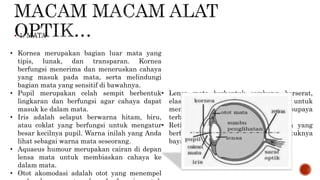  1. MATA
• Kornea merupakan bagian luar mata yang
tipis, lunak, dan transparan. Kornea
berfungsi menerima dan meneruskan cahaya
yang masuk pada mata, serta melindungi
bagian mata yang sensitif di bawahnya.
• Pupil merupakan celah sempit berbentuk
lingkaran dan berfungsi agar cahaya dapat
masuk ke dalam mata.
• Iris adalah selaput berwarna hitam, biru,
atau coklat yang berfungsi untuk mengatur
besar kecilnya pupil. Warna inilah yang Anda
lihat sebagai warna mata seseorang.
• Aquaeus humour merupakan cairan di depan
lensa mata untuk membiaskan cahaya ke
dalam mata.
• Otot akomodasi adalah otot yang menempel
• Lensa mata berbentuk cembung, berserat,
elastis, dan bening. Lensa ini berfungsi untuk
membiaskan cahaya dari benda supaya
terbentuk bayangan pada retina.
• Retina adalah bagian belakang mata yang
berfungsi sebagai tempat terbentuknya
bayangan.
 