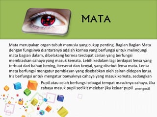 Mata merupakan organ tubuh manusia yang cukup penting. Bagian Bagian Mata
dengan fungsinya diantaranya adalah kornea yang berfungsi untuk melindungi
mata bagian dalam, dibelakang kornea terdapat cairan yang berfungsi
membiaskan cahaya yang masuk kemata. Lebih kedalam lagi terdapat lensa yang
terbuat dari bahan bening, berserat dan kenyal, yang disebut lensa mata. Lensa
mata berfungsi mengatur pembiasan yang disebabkan oleh cairan didepan lensa.
Iris berfungsi untuk mengatur banyaknya cahaya yang masuk kemata, sedangkan
mengecil
Pupil atau celah berfungsi sebagai tempat masuknya cahaya. Jika
cahaya masuk pupil sedikit melebar jika keluar pupil
MATA
 