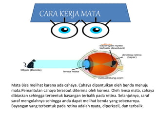 Mata Bisa melihat karena ada cahaya. Cahaya dipantulkan oleh benda menuju
mata.Pemantulan cahaya tersebut diterima oleh kornea. Oleh lensa mata, cahaya
dibiaskan sehingga terbentuk bayangan terbalik pada retina. Selanjutnya, saraf
saraf mengolahnya sehingga anda dapat melihat benda yang sebenarnya.
Bayangan yang terbentuk pada retina adalah nyata, diperkecil, dan terbalik.
CARA KERJA MATA
 